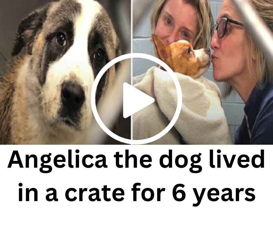 Dog Pals Locked In Crates For 6 Years Happily Reunite Months After Rescue