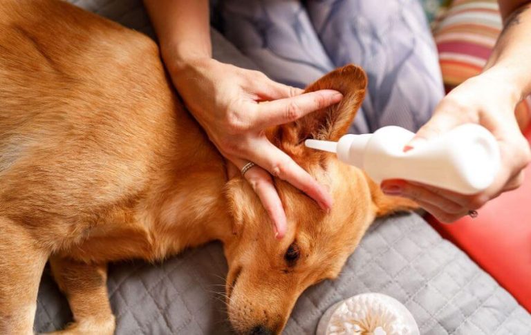 Picture of Safe and Effective Dog Ear Cleaning: Tips and Tricks