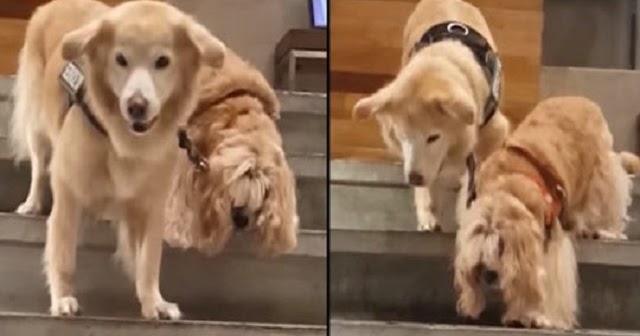 βlind Dog Has His Own Personal Service Dog To Help Guide Him Around
