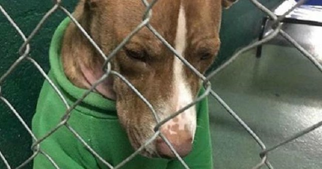 Dejected Dog Who’s Been In A Christmas Sweater For Two Months Finally Gets A Home