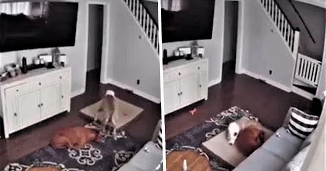 Dog caught on camera dragging bed toward sick brother