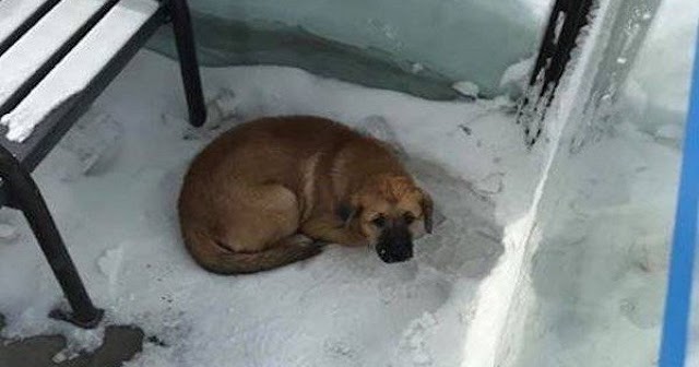 Dog Freezing At Bus Shelter Rescued By Quick-Acting Transit Workers