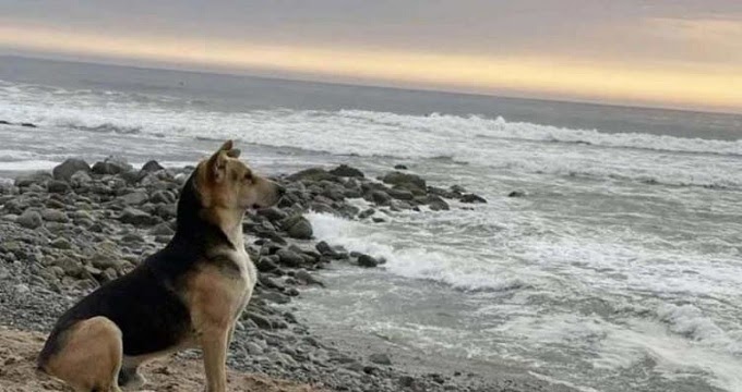 Dog waits for his d/e/a/d fisherman owner everyday