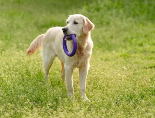 labrador leash training