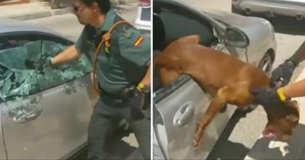 Police Break Window To Save Dog From Ԁying In Overheated Car