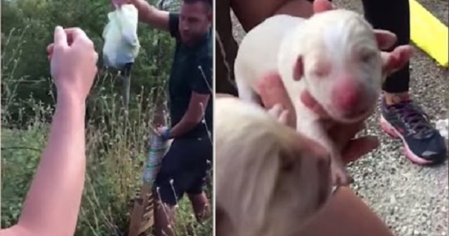 Good Samaritans Rescue Puppies Found In Grocery Bag And Tossed Into Bushes