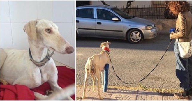 Starving Stray Dog With Broken Leg Walked Two Miles So She Could Save Her Puppies
