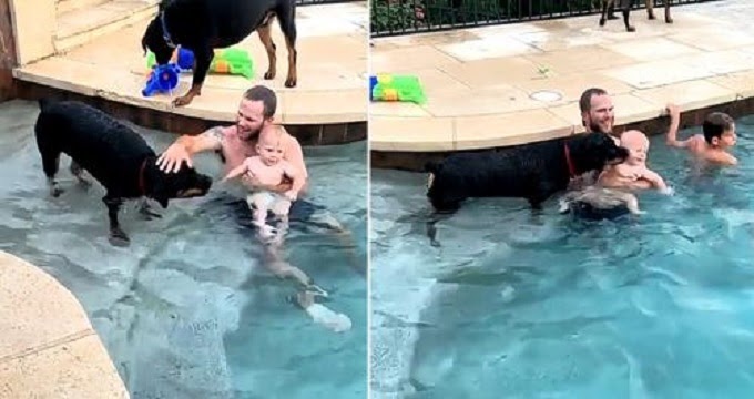 This Rottweiler Lifeguard Won’t Stop Trying To Save His Family’s Baby From Pool.