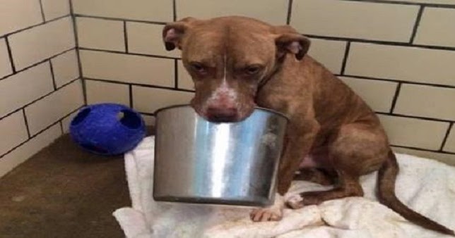 A Shelter Dog Was Terrified Of Everything, But Found Solace In A Bucket That He Carried Everywhere
