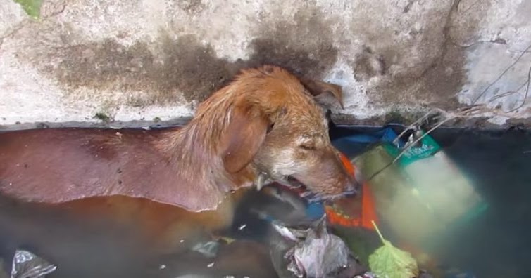 Dog Rescued From Sewer Drain Barely Had Strength to Keep from Drowning