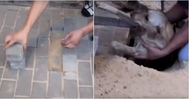 They Heard Barking Coming From Underground, Then They Removed Bricks To Reveal A Dog Buried Alive