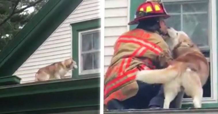 Dog Gives Thank You Kiss to Firefighter Who Rescues Him From Roof