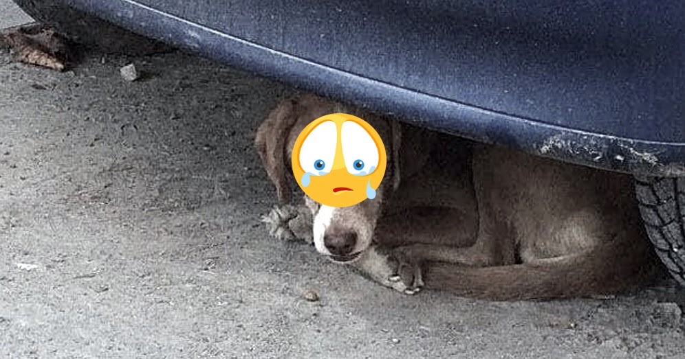Help Find The Monster Who Gouged Out This Dog’s Eyes