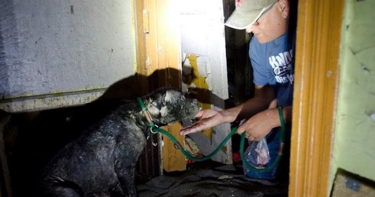 Rescuers Dig Through Terrifying House to Save Sick Dog and Her Puppies