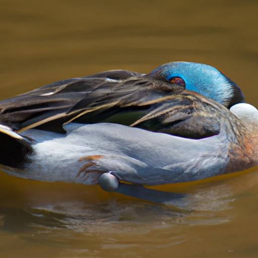 Blue Bill Duck