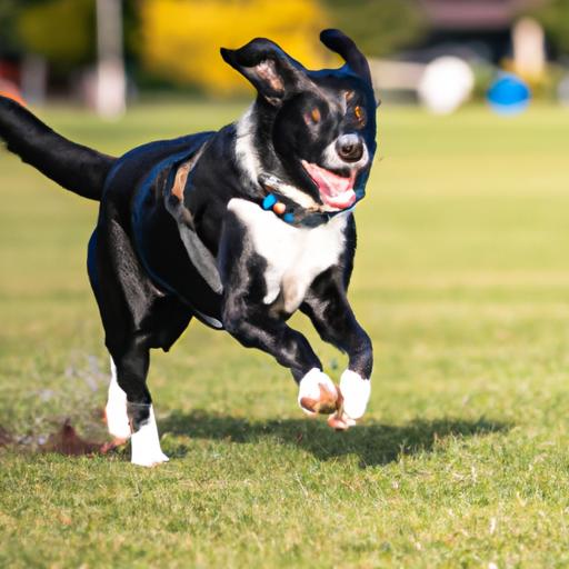 The Border Collie Lab Mix: A Comprehensive Guide