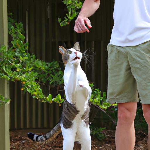 Positive reinforcement is key in jumping cat training, and this owner knows it.