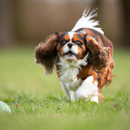 Cavalier King Charles Spaniel Exercise Keeping Your Furry Friend 