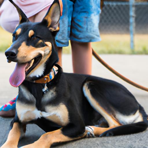 The Doberman Husky mix is known for being great with children and makes a loyal family pet.