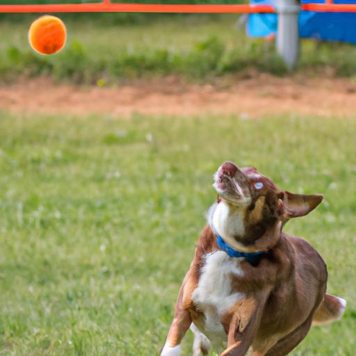 This dog's determination and speed are on full display as it catches the flyball