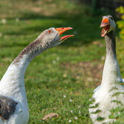 These two domestic geese are having an animated conversation, using a variety of vocalizations to get their message across.