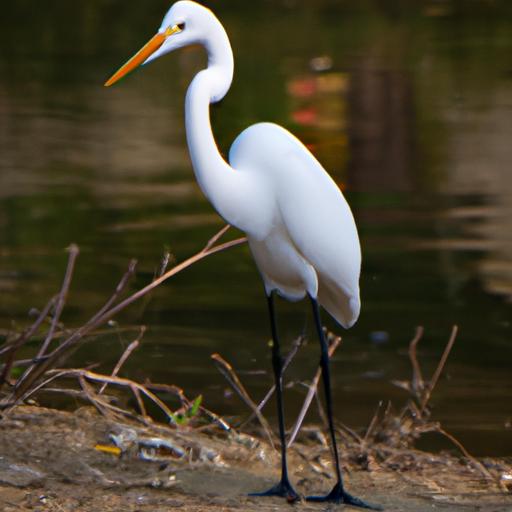 The Egret Bird: A Comprehensive Guide