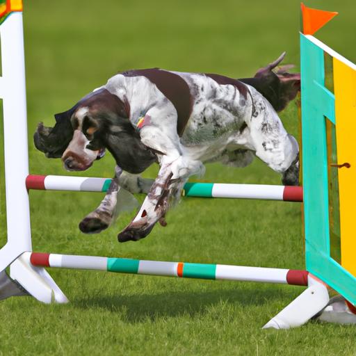Agility training can help keep your English Springer Spaniel physically fit and mentally stimulated