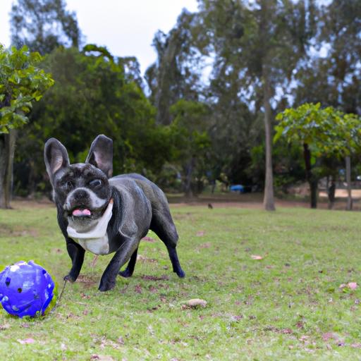 Exercise is crucial for keeping French Bulldogs active and healthy.