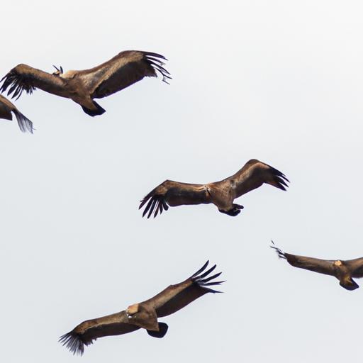 A flock of griffon vultures taking to the skies in search of their next meal.