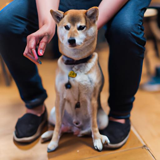 Regular nail trimming is an important part of Shiba Inu grooming