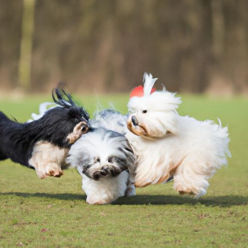 These Havanese pups are having a blast playing together in the park!