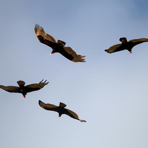 Turkey vultures can fly for hours without flapping their wings thanks to their efficient gliding abilities.