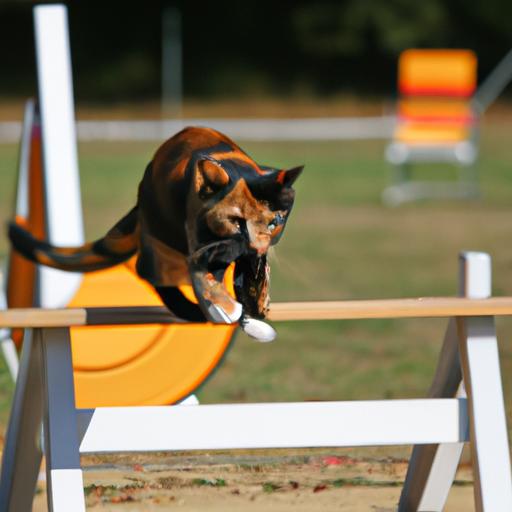 Jumping Cat Training