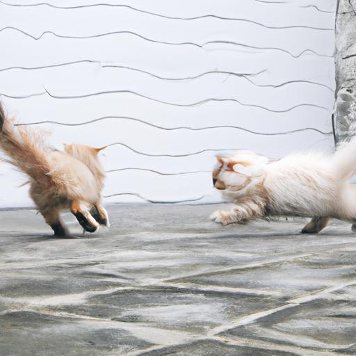 Persian cats are social animals and love to play with each other