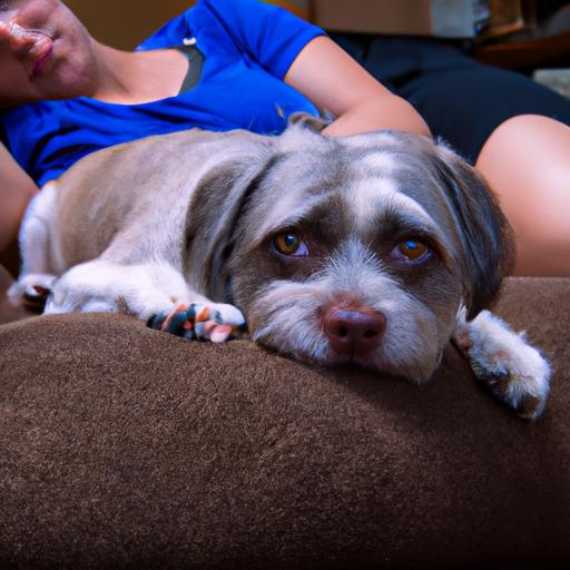 Get cozy with this affectionate Pitbull Shih Tzu Mix and its loving owner!