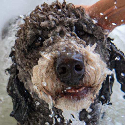 Portuguese Water Dog Grooming: Tips for Keeping Your Pup Happy and Healthy