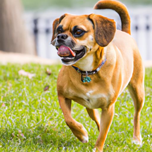 Puggle Dog