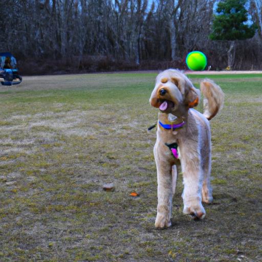 Just another day at the park with my playful Pyredoodle. #FetchTime #ParkAdventures #ActiveLifestyle