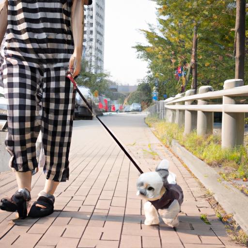 Regular walks with their owner can help Shih-Poo to stay healthy and happy.