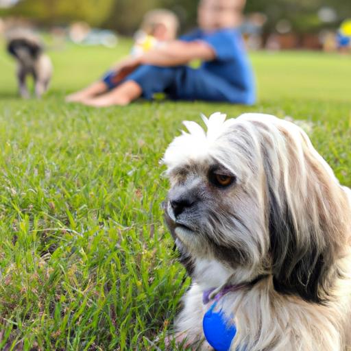 Shih Tzu mixes are great with children and make excellent family pets.