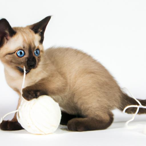 Siamese kittens are playful and curious, making them great pets for families
