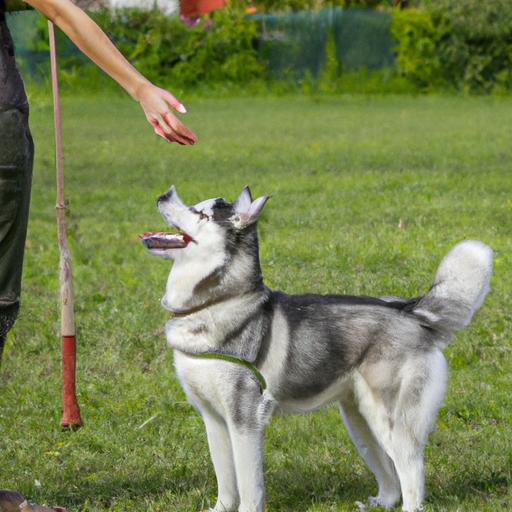 Siberian Husky Training: Tips and Tricks for a Well-Behaved Pup