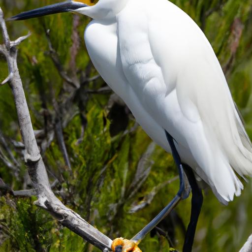 Snowy Egret: Understanding Its Behavior and Habitat