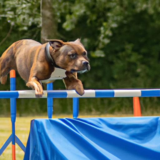 Staffordshire Bull Terrier Exercise Keeping Your Furry Friend Fit And Staffordshire Bull Terrier Exercise Keeping Your Furry Friend Fit And