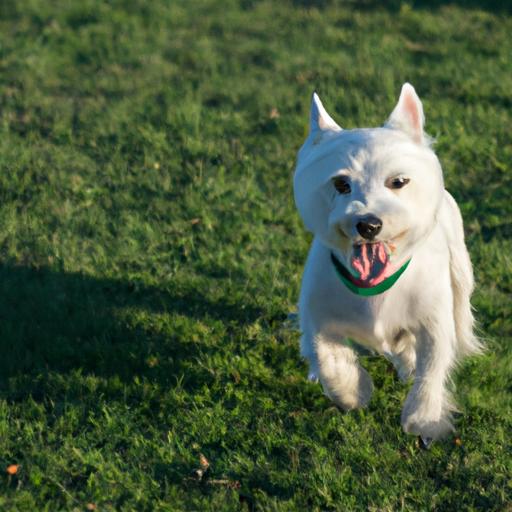 West Highland White Terrier loves to stay active and playful
