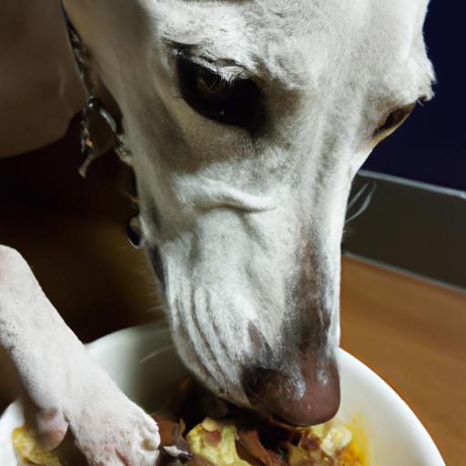 Whippet Health: Tips and Tricks to Keep Your Furry Friend Happy and Healthy