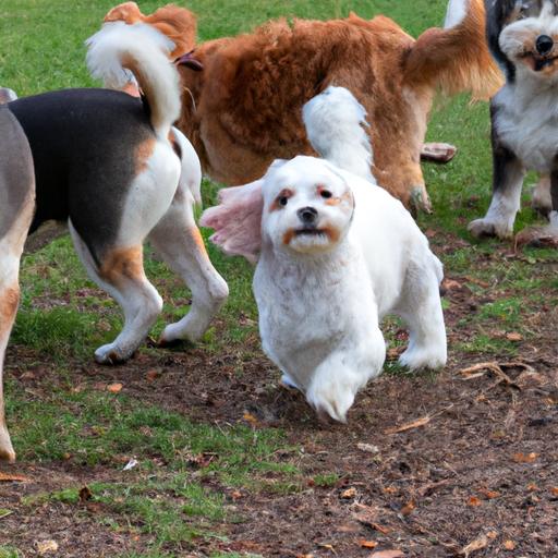 The Importance of Socializing Your Cavachon (Cavalier King Charles Spaniel + Bichon Frise)