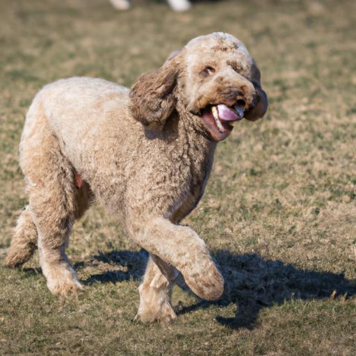 Labradoodle (Labrador Retriever + Poodle) Exercise Needs: How to Keep Your Furry Friend Happy and Healthy