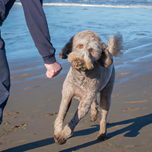 The Ultimate Guide to Labradoodle Exercise: Keeping Your Furry Friend Healthy and Happy