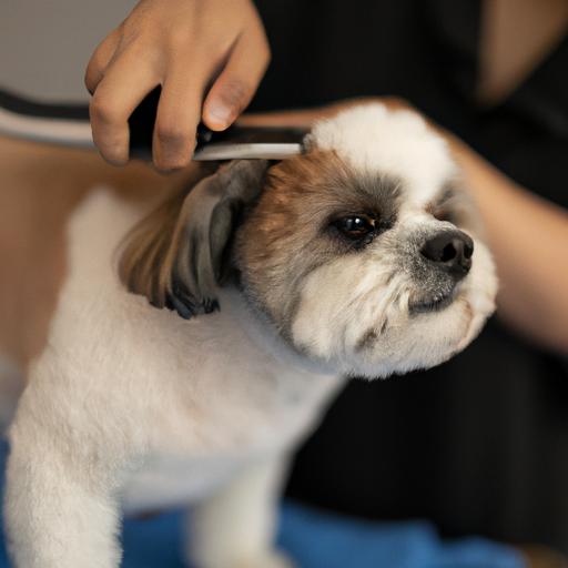 Shih-Poo (Shih Tzu + Poodle) Care: The Ultimate Guide for a Happy and Healthy Pup
